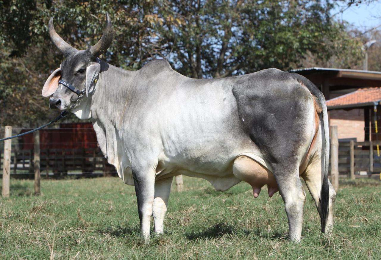 Vaca Guzerá de lado, perto do curral (foto da Boa Lembrança)