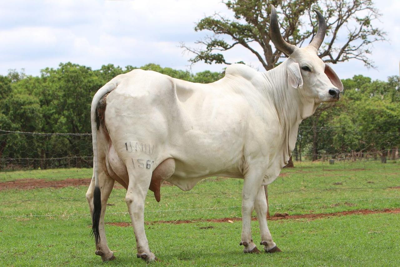 Vaca Guzerá branca no pasto (foto da Boa Lembrança)
