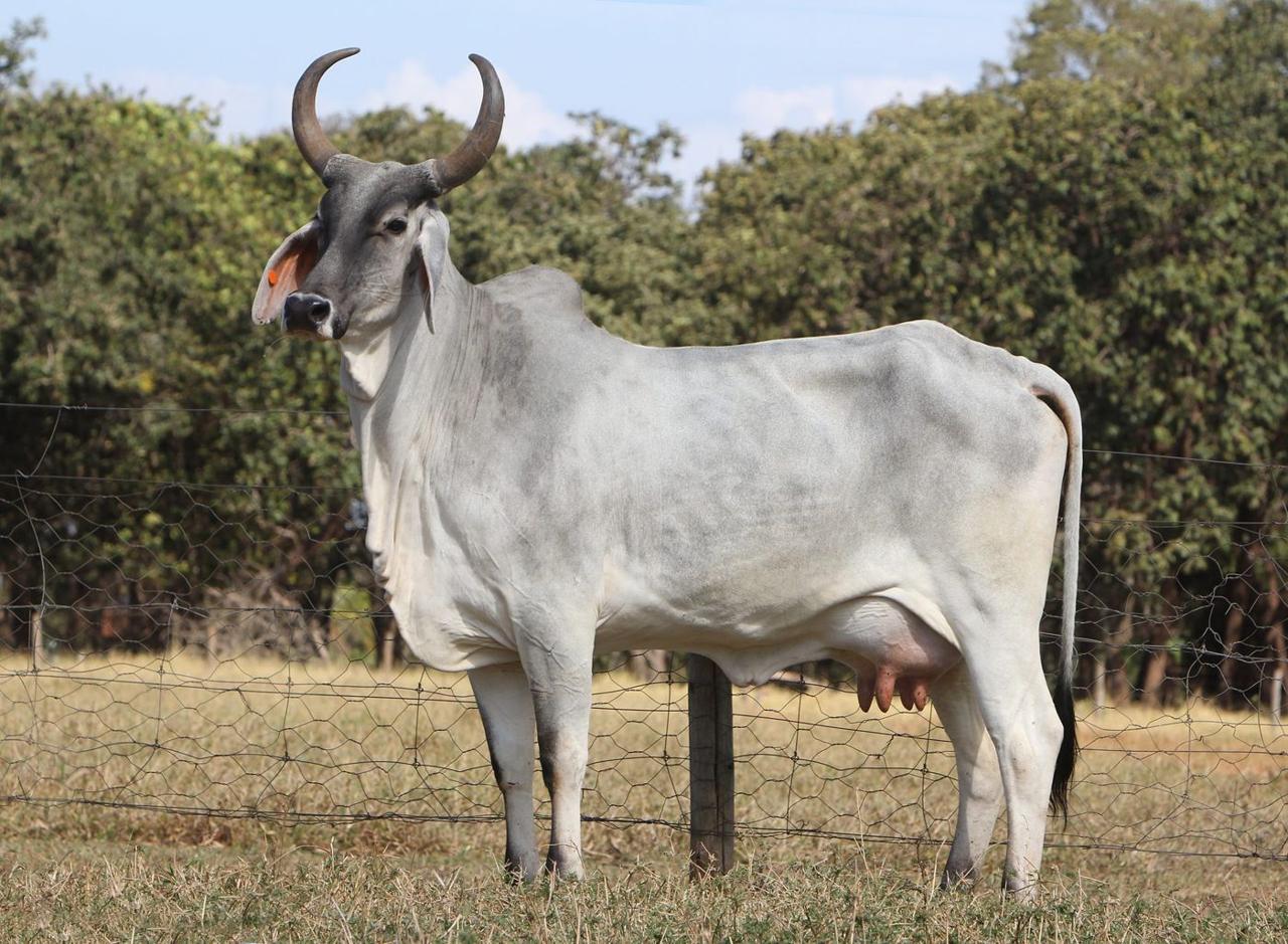 Vaca Guzerá clara, de lado, no pasto (foto da Boa Lembrança)