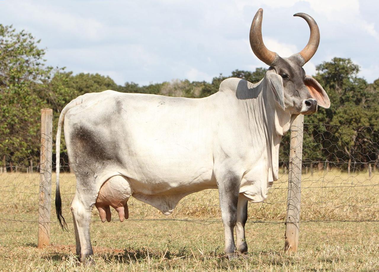 Vaca Guzerá branca de chifres altos, no pasto (foto da Boa Lembrança)